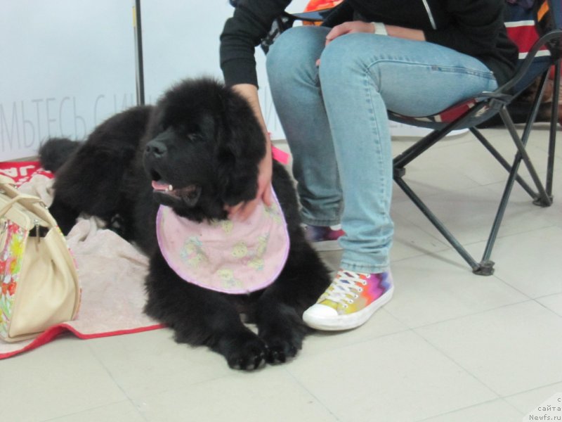 Фото: ньюфаундленд Риччи с Берега Дона (Richchi s Berega Dona)