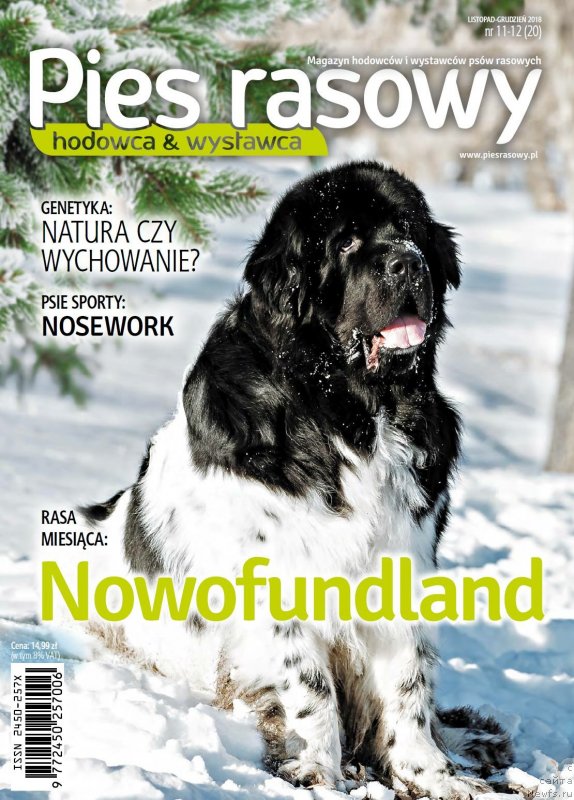 Фото: ньюфаундленд Плюшевая Панда Ферреро Ронд Нуар (Plushevaya Panda Ferrero Rond Noir)