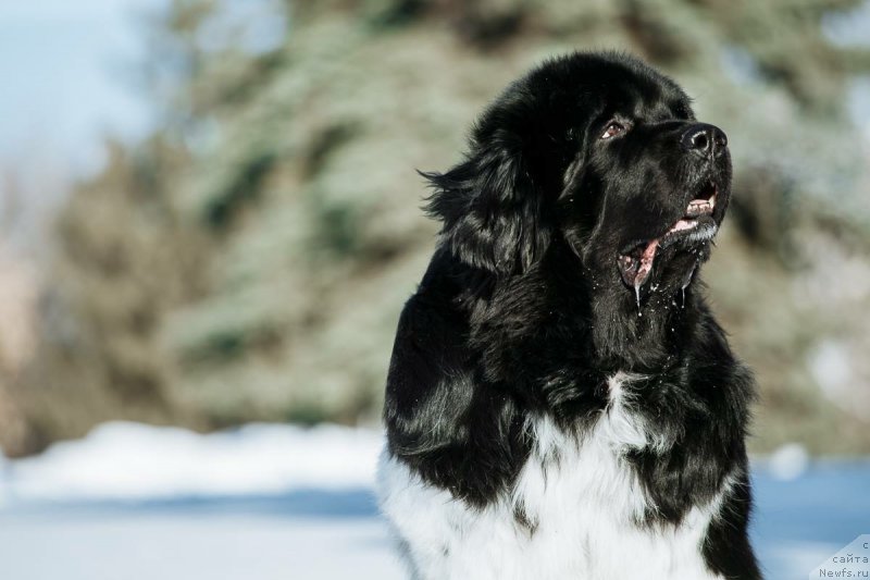 Фото: ньюфаундленд Плюшевая Панда Ферреро Ронд Нуар (Plushevaya Panda Ferrero Rond Noir)