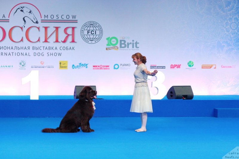 Фото: ньюфаундленд Акватория Келвин Конгениал Амбер Дансинг Мун (Aquatoriya Kelvin Kongenial Amber Dancing Moon)