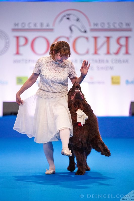 Фото: ньюфаундленд Акватория Келвин Конгениал Амбер Дансинг Мун (Aquatoriya Kelvin Kongenial Amber Dancing Moon)