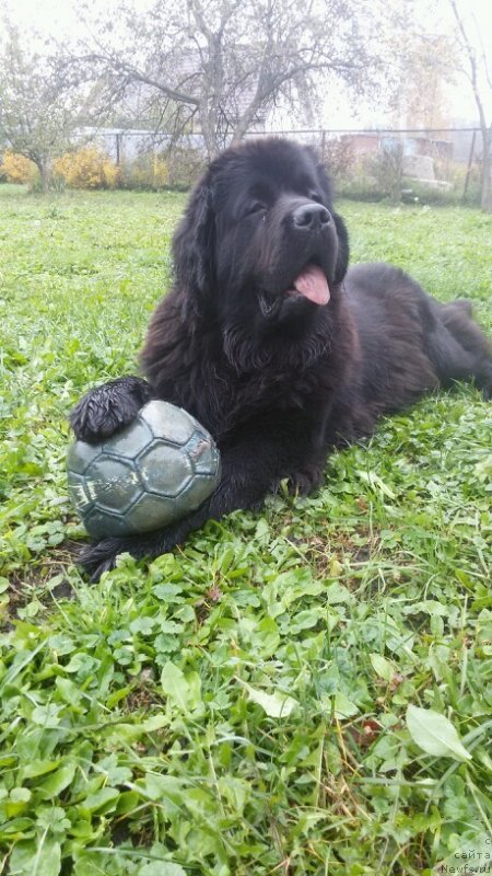 Фото: ньюфаундленд Ariel Goldi Rejn