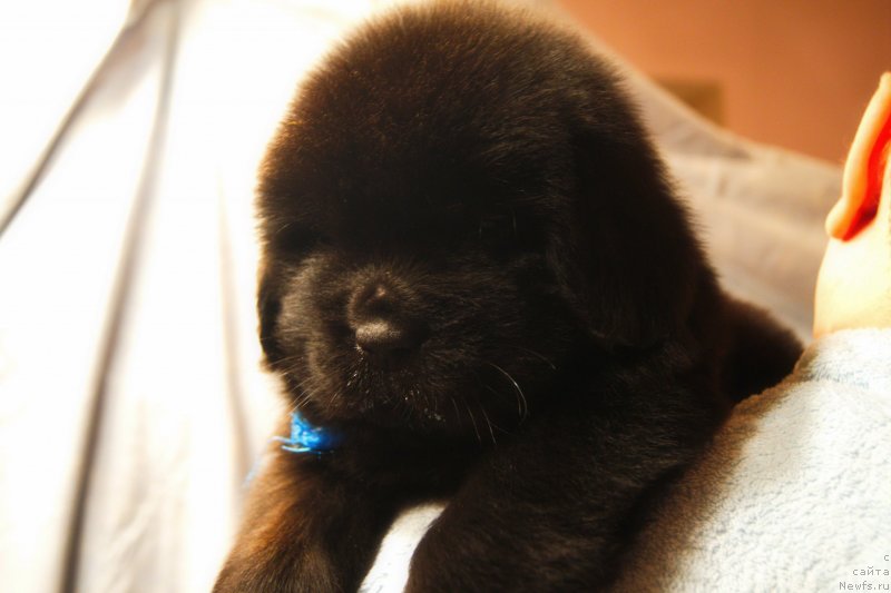 Фото: ньюфаундленд Ермак с Берега Дона (Ermak s Berega Dona)