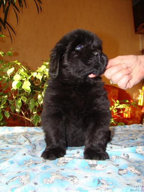 Фото: ньюфаундленд Кисс Хэппи из Медвежьего Яра (Kiss Happy iz Medvejyego Yara)