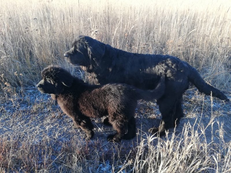 Фото: ньюфаундленд Ясмина Чарующая Принцесса, ньюфаундленд Дакота