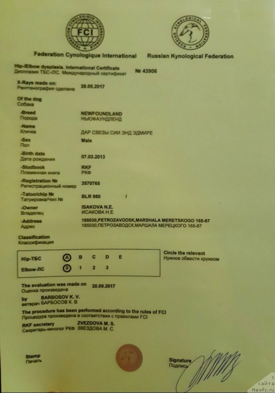 Фото: ньюфаундленд Дар Свезы Сии Энд Эдмире