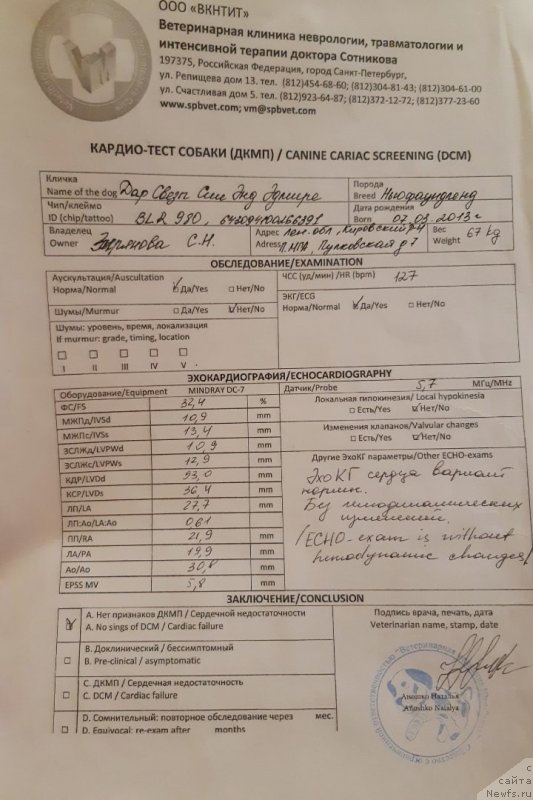 Фото: ньюфаундленд Дар Свезы Сии Энд Эдмире