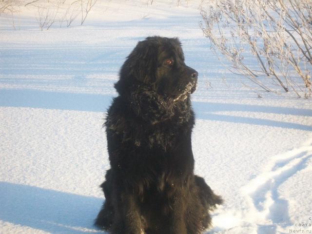 Фото: ньюфаундленд Глория Гранд Блек