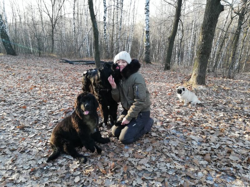 Фото: ньюфаундленд Ясмина Чарующая Принцесса, Мария Грачева, ньюфаундленд Дакота