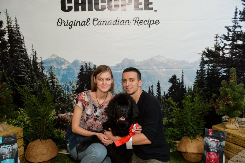 Фото: ньюфаундленд Риччи с Берега Дона (Richchi s Berega Dona), Анастасия Киреева