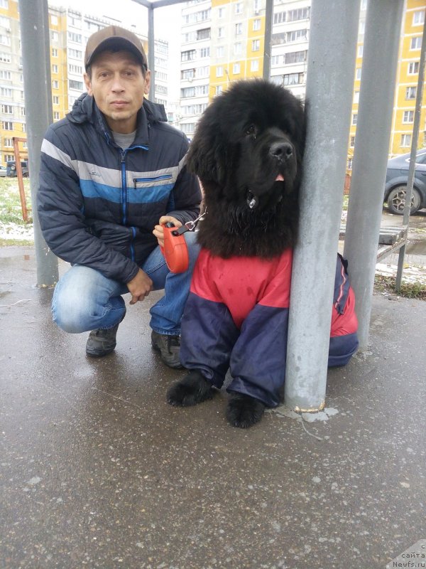 Фото: ньюфаундленд Даркфлайт Мэриленд (Darkflight Maryland)