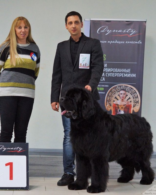 Фото: ньюфаундленд Jonathan Poursmigar iz Volotova