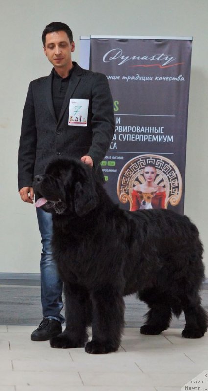 Фото: ньюфаундленд Jonathan Poursmigar iz Volotova