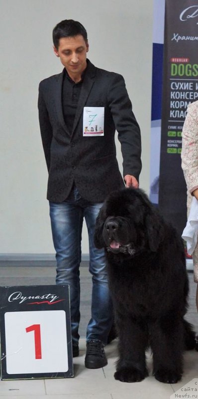 Фото: ньюфаундленд Jonathan Poursmigar iz Volotova