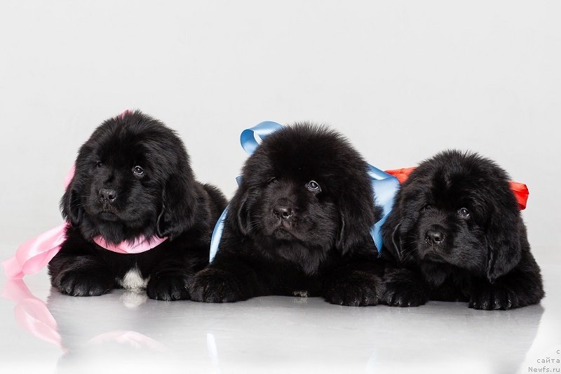 Фотография № 240184