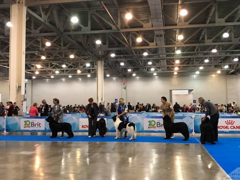 Фото: ньюфаундленд Династик Брэнч Инфэнэл Пауэ (Dynastic Branch Infernal Power)