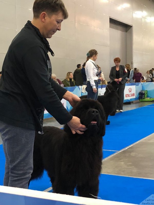 Фото: ньюфаундленд Династик Брэнч Импоузин Лейди (Dynastic Branch Imposing Lady)