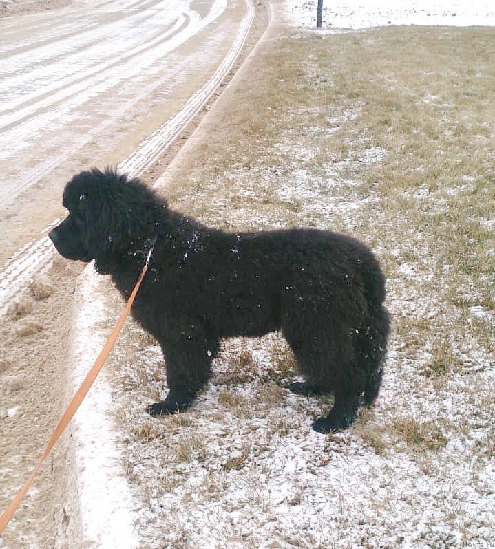 Фото: ньюфаундленд Браунблад МСК Лайт Рэй
