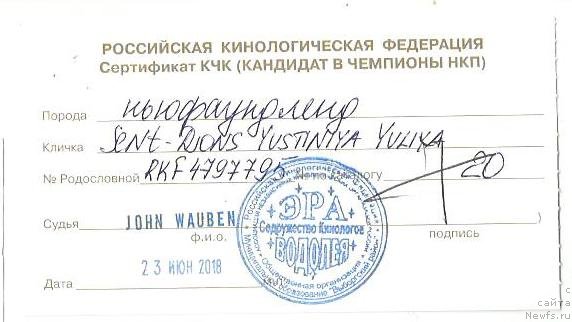 Фото: ньюфаундленд Сент Джонс Юстиния Юлия (Sent Djons Yustiniya Yuliya)