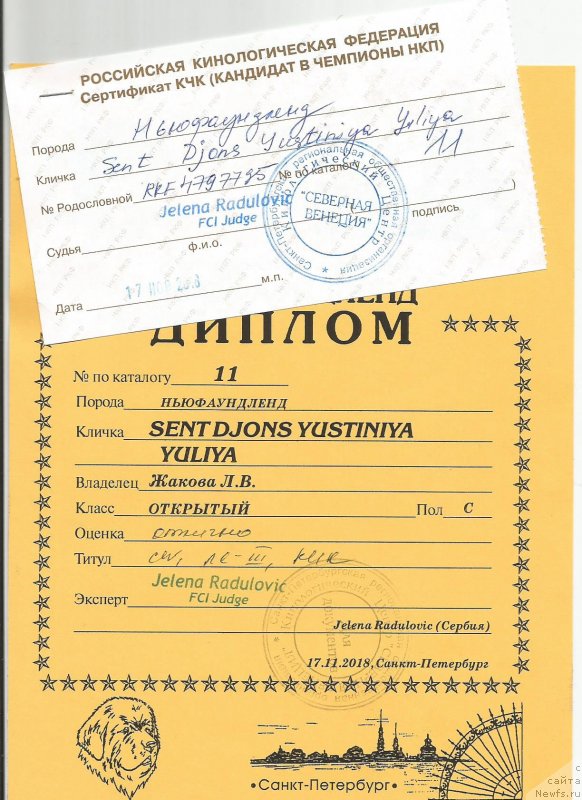 Фото: ньюфаундленд Сент Джонс Юстиния Юлия (Sent Djons Yustiniya Yuliya)