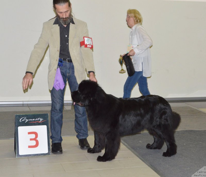 Фото: ньюфаундленд Сент Джонс Юстиния Юлия (Sent Djons Yustiniya Yuliya)