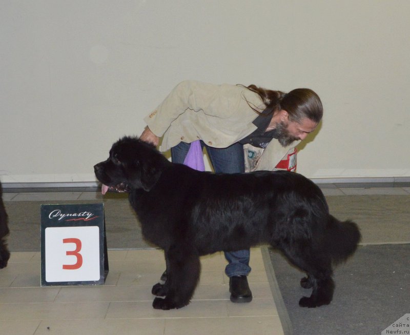 Фото: ньюфаундленд Сент Джонс Юстиния Юлия (Sent Djons Yustiniya Yuliya)