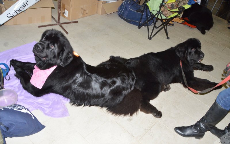 Фото: ньюфаундленд Сент Джонс Юстиния Юлия (Sent Djons Yustiniya Yuliya), ньюфаундленд Супер Премиум Экселенс Эксесс (Super Premium Excellent Excess)