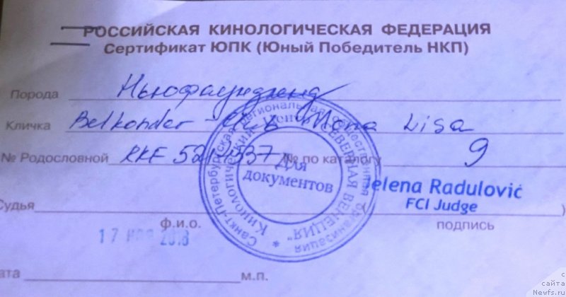 Фото: ньюфаундленд Белкондер-Клаб Мона Лиза (Belkonder-Club Mona Lisa)