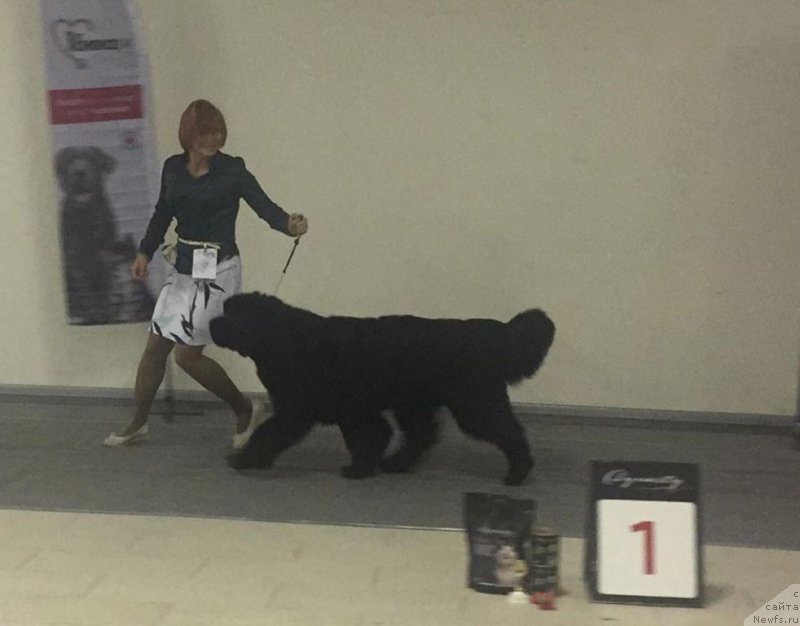 Фото: ньюфаундленд Белкондер-Клаб Мона Лиза (Belkonder-Club Mona Lisa)