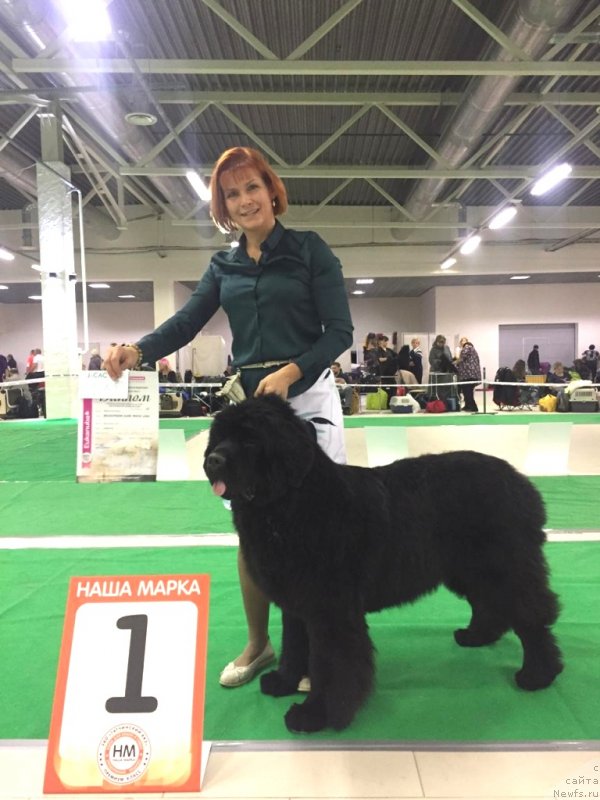 Фото: ньюфаундленд Белкондер-Клаб Мона Лиза (Belkonder-Club Mona Lisa)