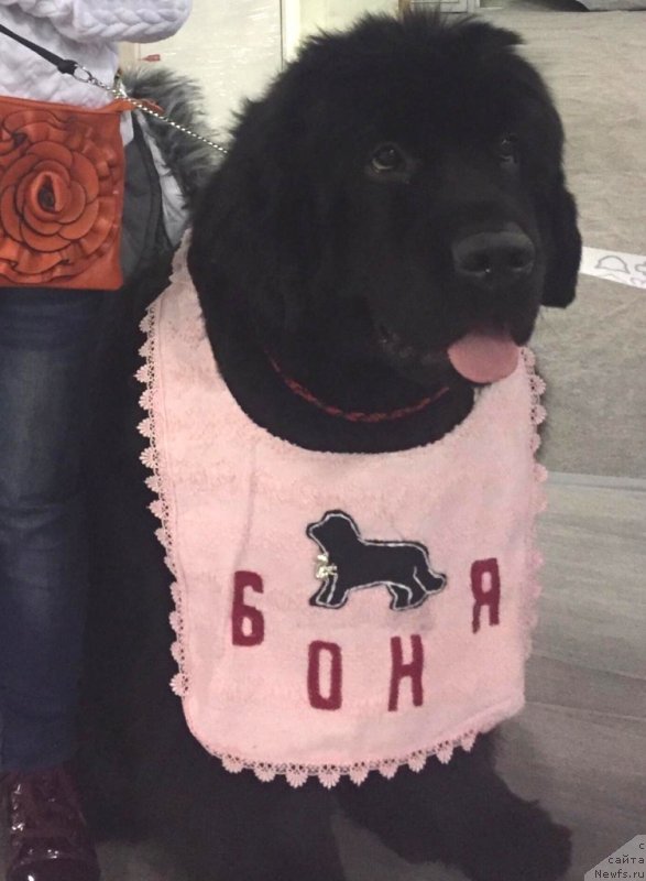 Фото: ньюфаундленд Белкондер-Клаб Мона Лиза (Belkonder-Club Mona Lisa)