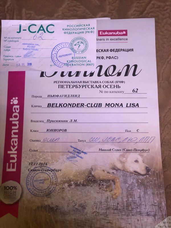 Фото: ньюфаундленд Белкондер-Клаб Мона Лиза (Belkonder-Club Mona Lisa)