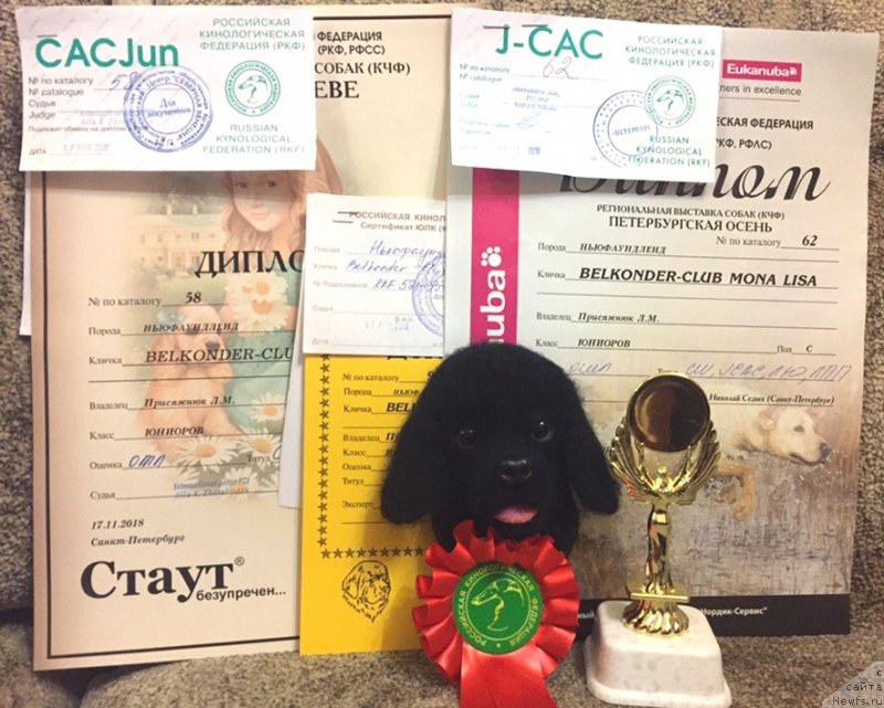 Фото: ньюфаундленд Белкондер-Клаб Мона Лиза (Belkonder-Club Mona Lisa)