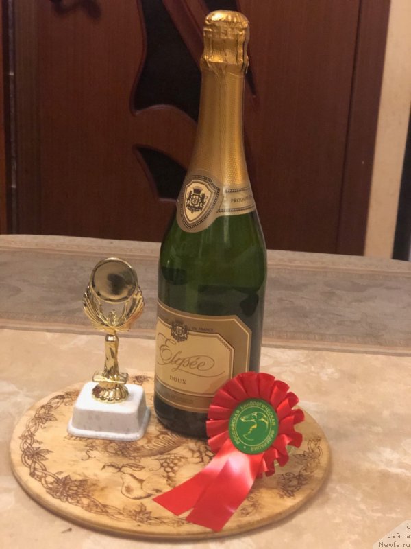 Фото: ньюфаундленд Белкондер-Клаб Мона Лиза (Belkonder-Club Mona Lisa)