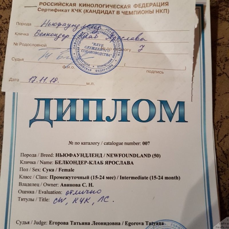 Фото: ньюфаундленд Белкондер-Клаб Ярослава