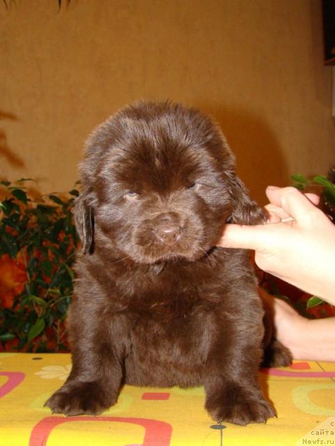 Фото: ньюфаундленд Кокетка от Чаннел из Медвежьего Яра