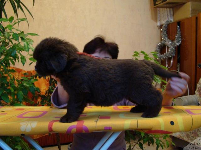 Фото: ньюфаундленд Кокетка от Чаннел из Медвежьего Яра