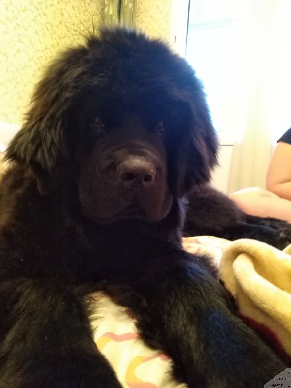 Фото: ньюфаундленд Ясмина Чарующая Принцесса