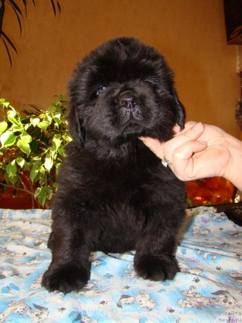 Фото: ньюфаундленд Колорит из  Медвежьего Яра