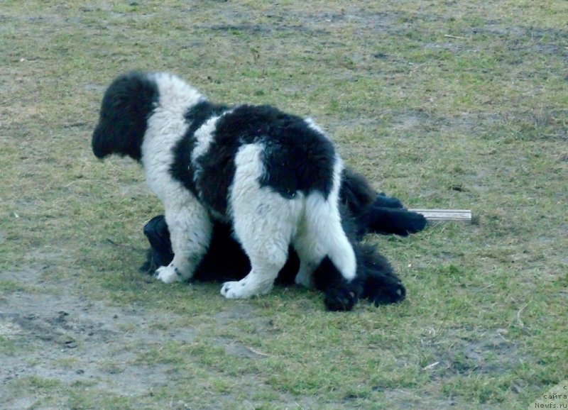 Фото: ньюфаундленд Женева от Карельских Медведей