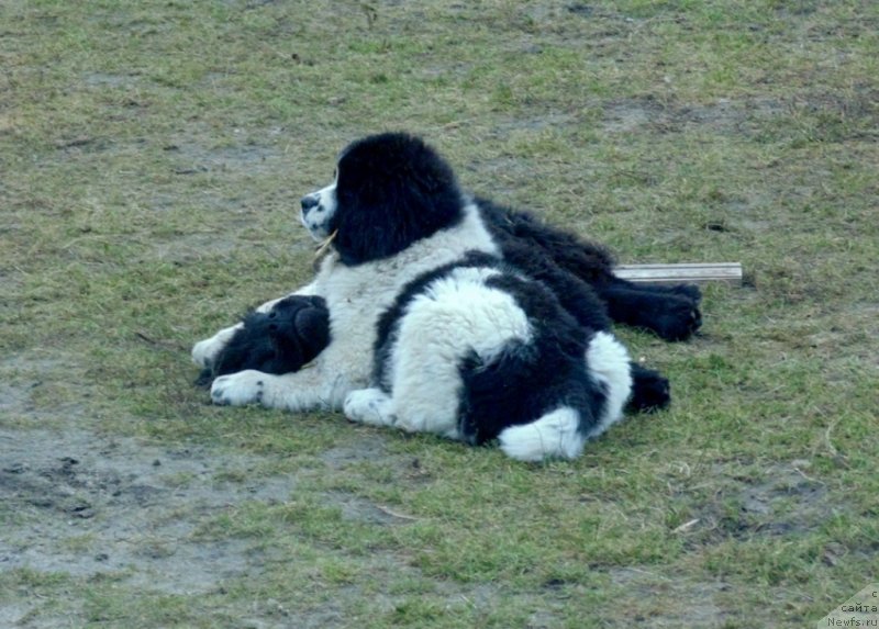 Фото: ньюфаундленд Женева от Карельских Медведей