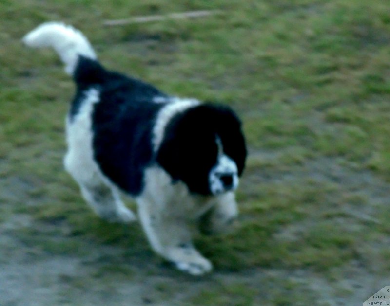 Фото: ньюфаундленд Женева от Карельских Медведей