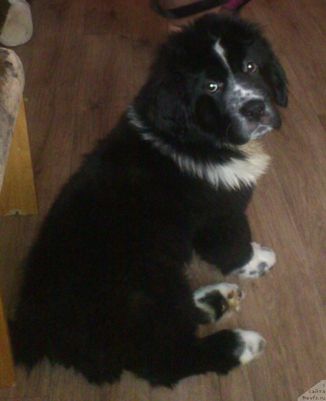 Фотография № 240268