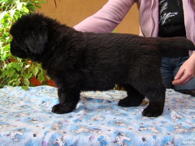 Фото: ньюфаундленд Колорит из  Медвежьего Яра