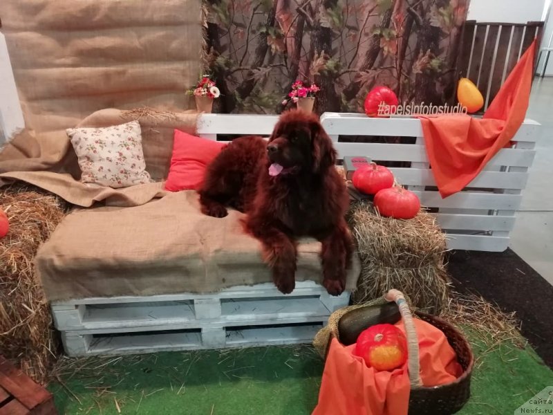 Фотография № 240280