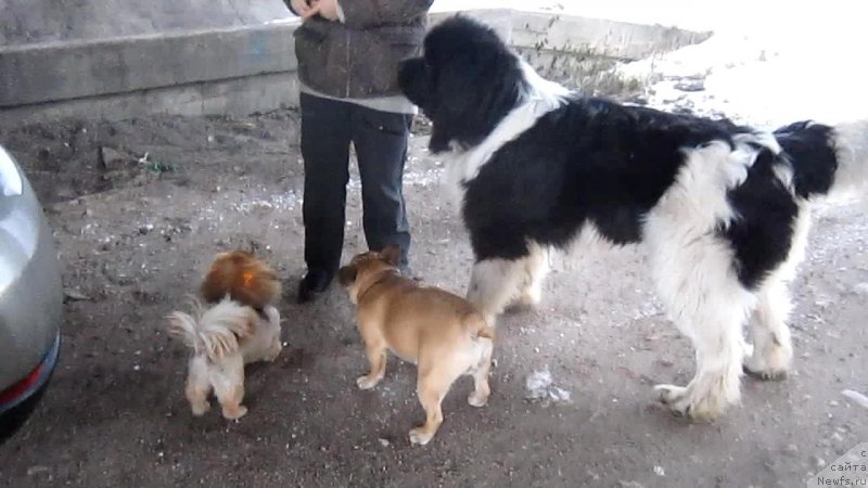 Фото: ньюфаундленд Водограй от Карельских Медведей