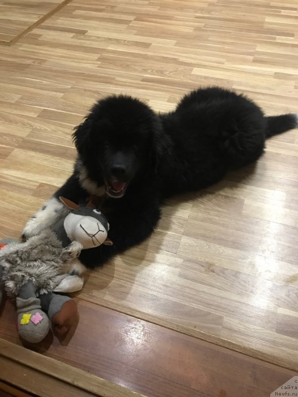 Фото: ньюфаундленд Жан Шер от Карельских Медведей