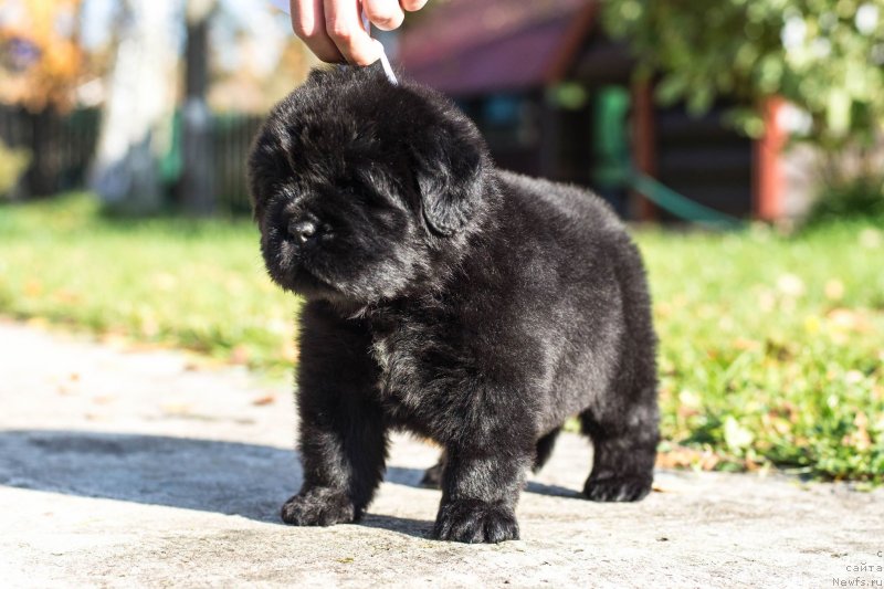 Фото: ньюфаундленд Смигар Глейд Спринг (Smigar Glade Spring)