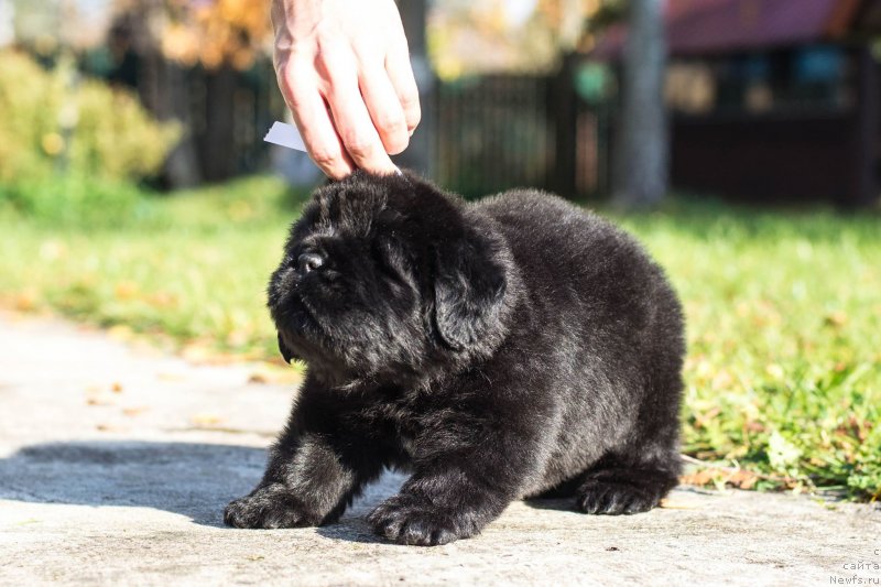 Фото: ньюфаундленд Смигар Глейд Спринг (Smigar Glade Spring)