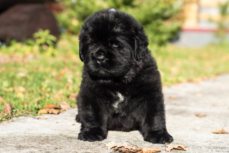 Фото: ньюфаундленд Смигар Глейд Спринг (Smigar Glade Spring)